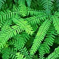Adiantum aleuticum