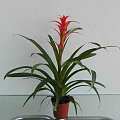 guzmania 1