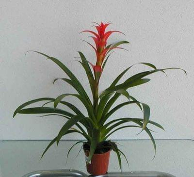 guzmania 1