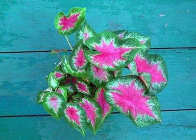 caladium red