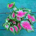 caladium red