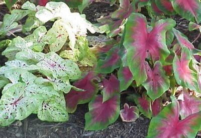 caladium4