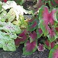 caladium4