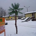 Firmowa palma zimą 01.2007 #palmy #SztuczneDrzewa #CenyDrzew #drzedav #SztuczneDrzewka