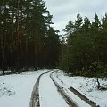 Droga w lesie
