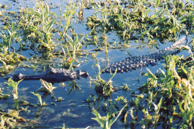 Aligator (FLA 02,06) #Floryda #Zwierzeta #Natura