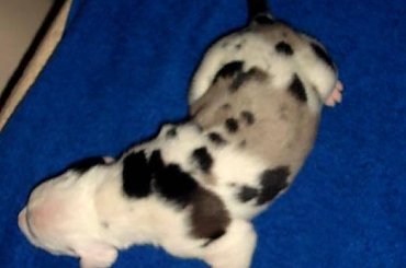 pierwsze 10 dni życia doga #DogNiemiecki #psy #kynologia #moloseum #szczeniaki #pupil #miot #zwierzęta