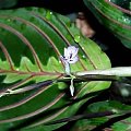 maranta 4