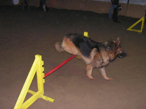 trening 11.02.07 #agility