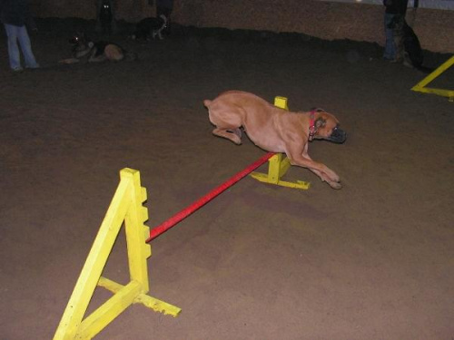 trening 11.02.07 #agility