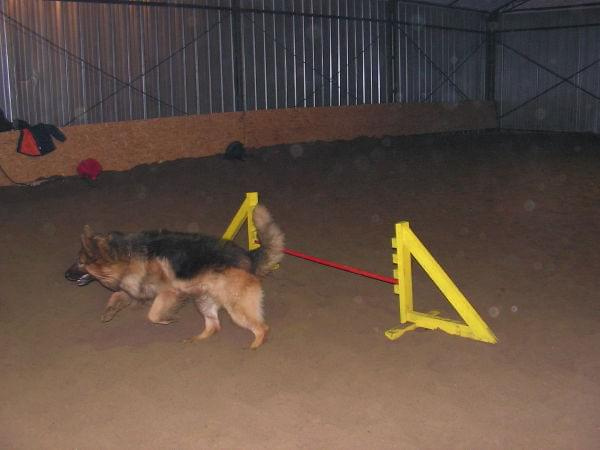 trening 11.02.07 #agility