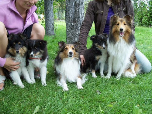 Smart, Holly, Lassie, Queen i Bella