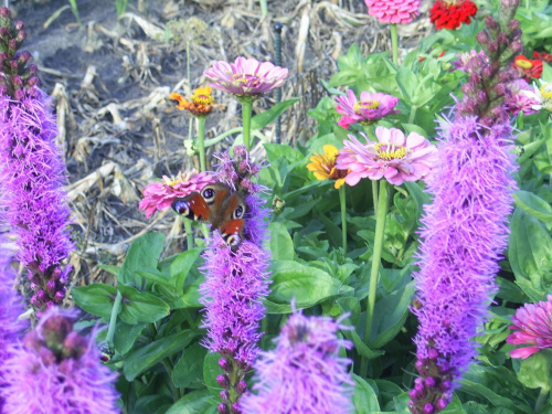 Wreszczie upolowałem motylka na innym ogródku #Kwiaty