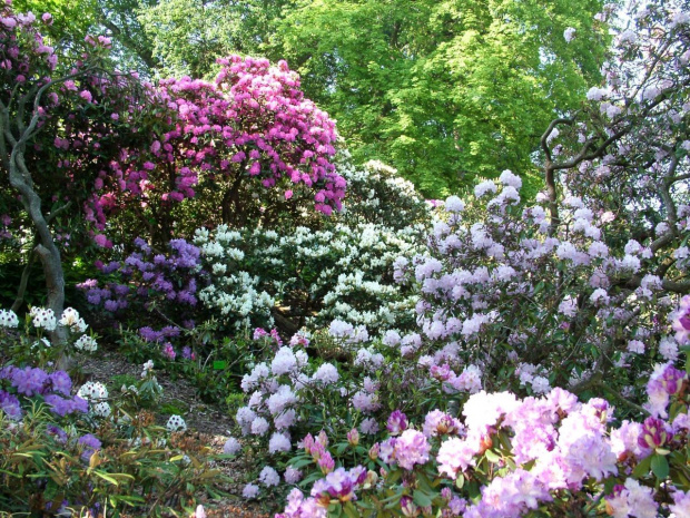 ARBORETUM w WOJSŁAWICACH