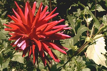 Dalia się czerwieni... #kwiaty #dalie