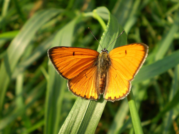 19. Czerwończyk nieparek - Lycaena dispar ; samiec . Data : 18.08.2007. Miejsce : łąka . Miejscowość : Piaski Wielkopolskie .