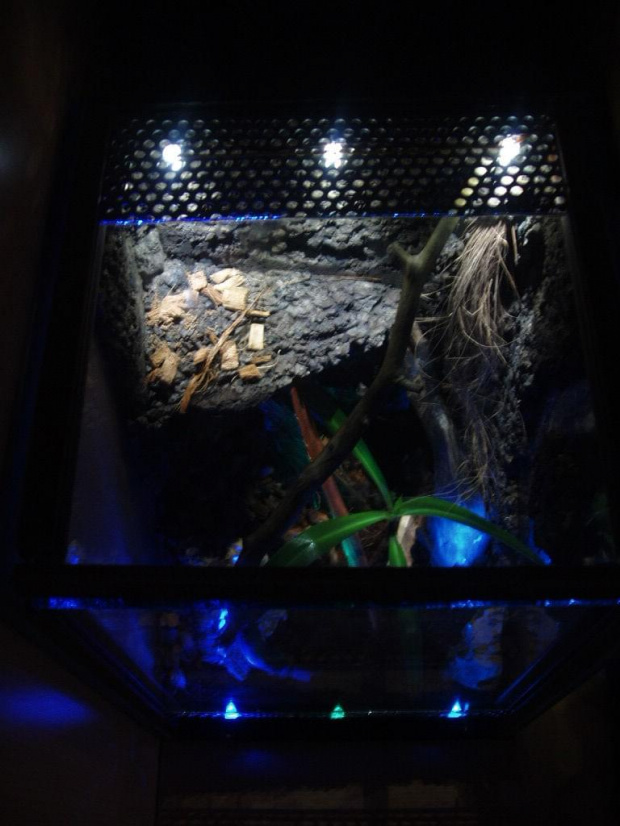 Terrarium P.Cambridgei