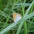 19b. Czerwończyk nieparek - Lycaena dispar ; samiec . Data : 18.08.2007. Miejsce : łąka . Miejscowość : Piaski Wielkopolskie .