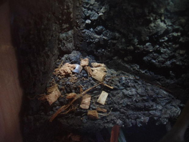 Terrarium P.Cambridgei