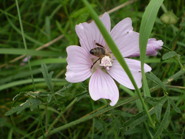 1b. Pszczoła miodna - Apis mellifera . Data : 06.08.2007. Miejsce : na drodze między łąką a torami kolejowymi . Miejscowość : Piaski Wielkopolskie .