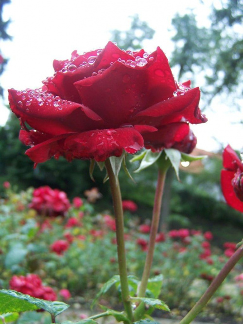 róża #kwiaty