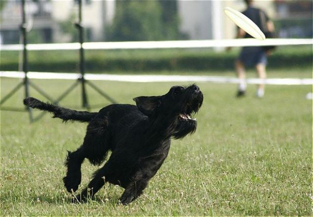 Frisbee