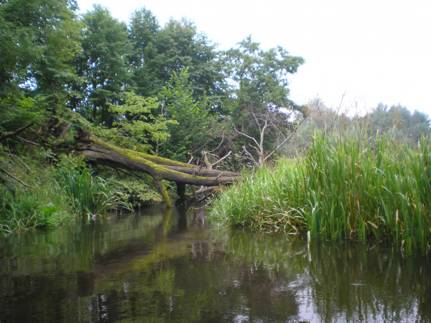 Tleń - rz. Prusina