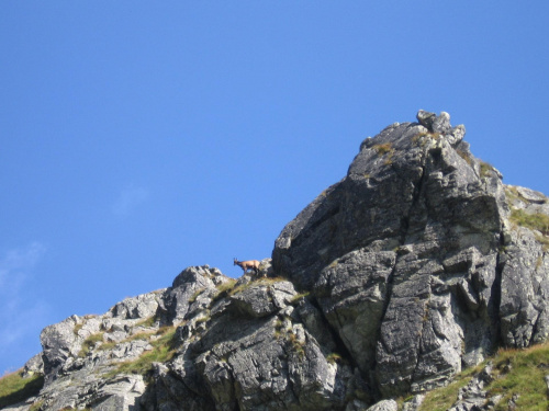 Mięguszowiecką Doliną nad Hinczowe Stawy. Kozice #Góry #Tatry