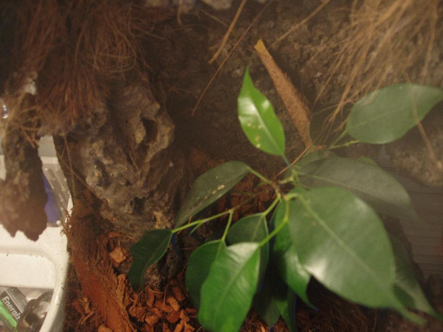 Bercikowe terr p.cambri