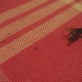 Mucha nie siada #owady