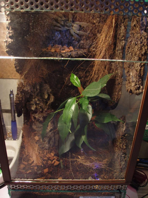 Bercikowe terr p.cambri