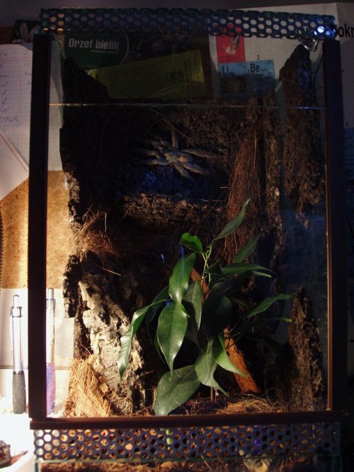 Bercikowe terr p.cambri