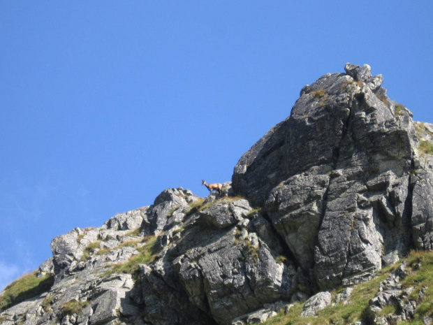 Mięguszowiecką Doliną nad Hinczowe Stawy. Kozice #Góry #Tatry