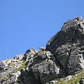 Mięguszowiecką Doliną nad Hinczowe Stawy. Kozice #Góry #Tatry
