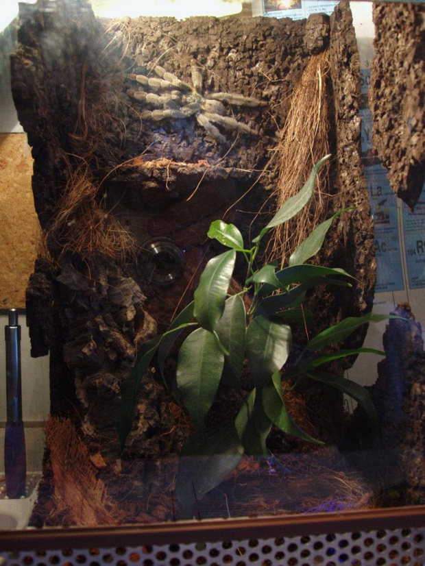 Bercikowe terr p.cambri