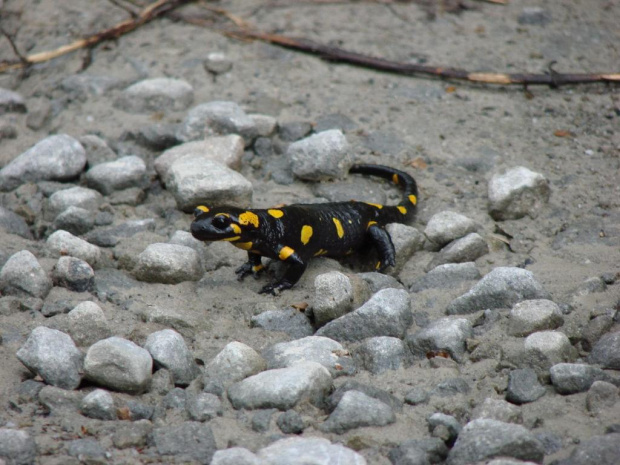 #Bieszczady #SalamandraPlamista #salamandra #zwierzęta #natura