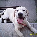 Hektorek- mój psiunek #pies #Hekotr #szczeniak