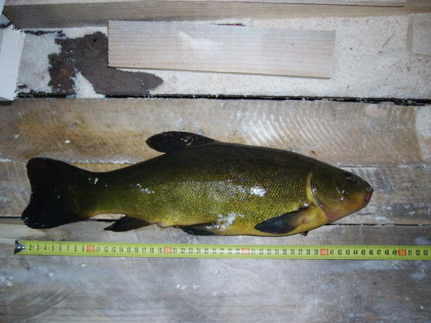 lin 1,5 kg 45 cm