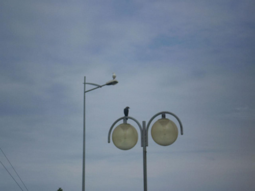 Ptaki na lampach