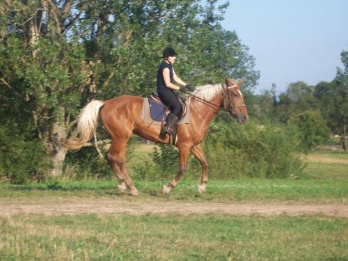 Justyna ( nasza opiekunka ) na Rosie w galopie. #Kotań #konie #zwierzęta