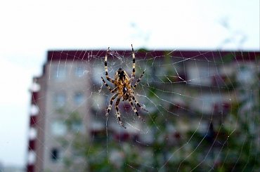 #pajęczaki #pająki