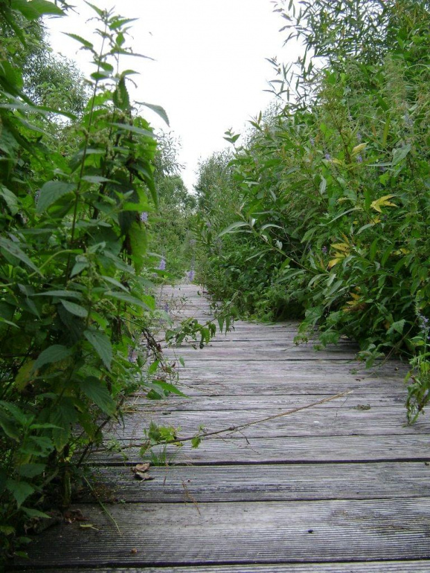 Biebrzański Park Narodowy Lipiec 2oo7