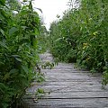 Biebrzański Park Narodowy Lipiec 2oo7