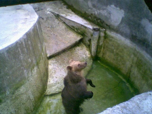 Niedźwiadek - terrarium- Słowacja