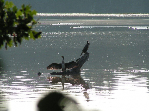 kormoran suszy skrzydła po nurkowaniu za rybkami #kormoran
