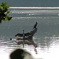 kormoran suszy skrzydła po nurkowaniu za rybkami #kormoran