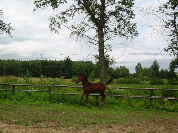 pobrykać... :)) #Karmi #konie #koń #źrebak #źrebię