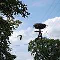 Kopań k. Darłówka #Ptaki