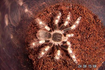 Megaphobema robustum L8 i Nhandu coloratovillosus L9 #ptaszniki #pająki #nhandu #megaphobema #pajęczaki