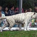 Poranna gimnastyka. #tygrys #biały